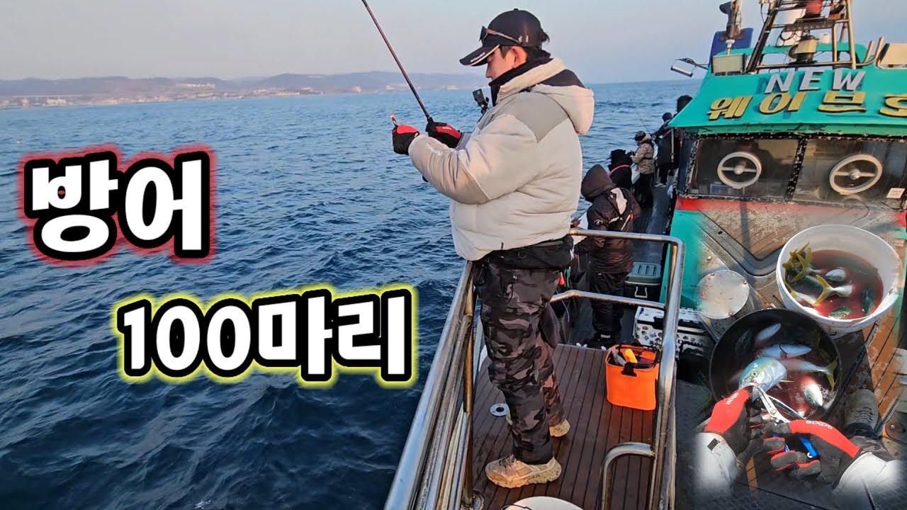 겨울 방어낚시 100마리‼️ 메탈지깅 포항 구룡포 선상