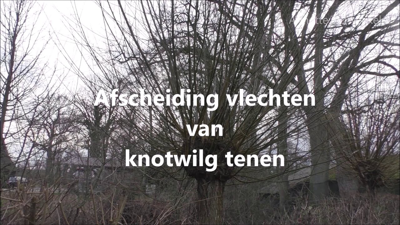 Knotwilgen knotten en wilgentenen vlechten