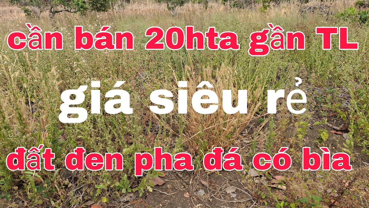 Cần bán 20hta bìa đầy đủ đất đen xe bán tải tới rẫy cách TL 1km ace quan tâm lh 0905351444