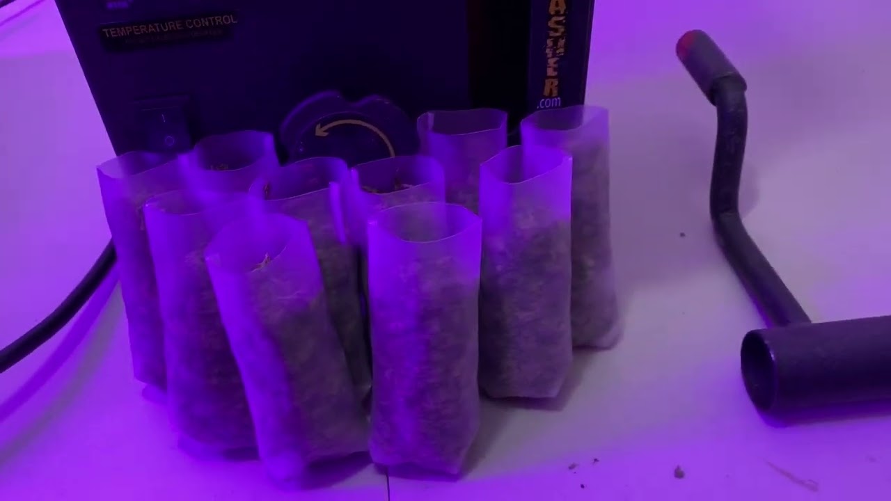 **Nug Smasher** Josey Wales GG4 (Live Rosin)