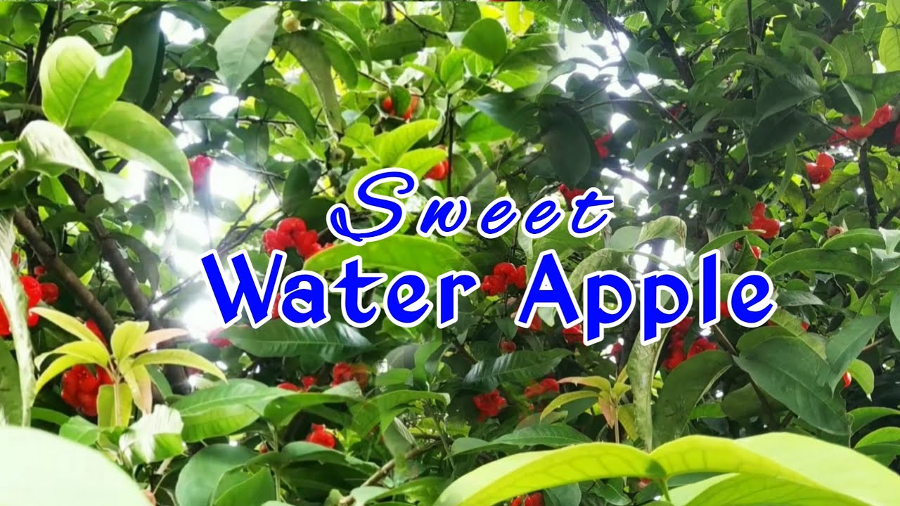 Sweet Water Apple//Official video//by lovingnature29-n