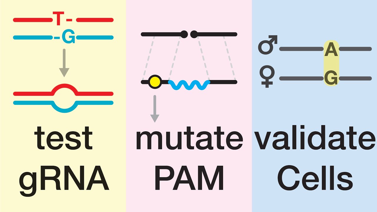 Эксперимент CRISPR KO против CRISPR KI с использованием CRISPR-Cas9