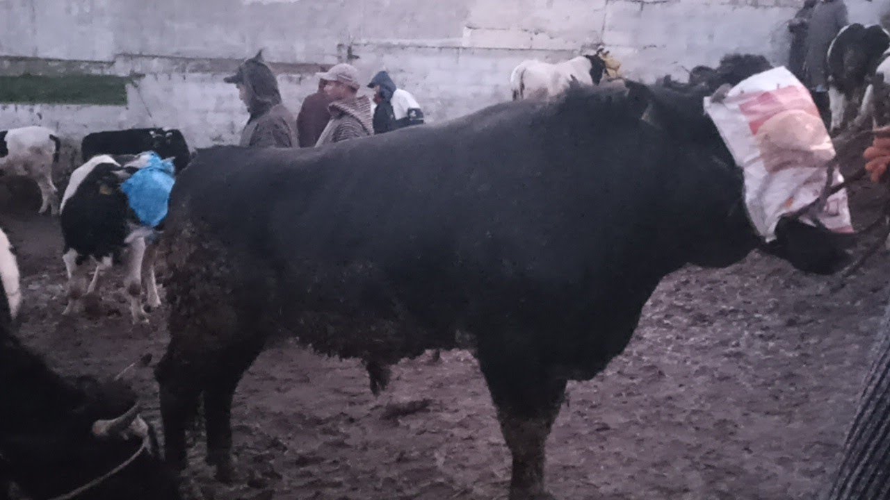 سوق الاربعاء عجول كسابيين و جزاريين و بقرة الحليب مع الاتمنة 🐂🐃||07/01/2025 ||0667128425🔥🇲🇦❤️