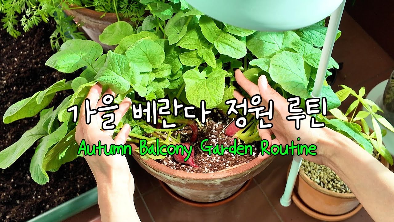 늦가을 베란다 정원 루틴 | 주렁주렁 파프리카 & 오이 정리🐇 Late Autumn Balcony Garden | Ripening Paprika & Cucumber Cleanup