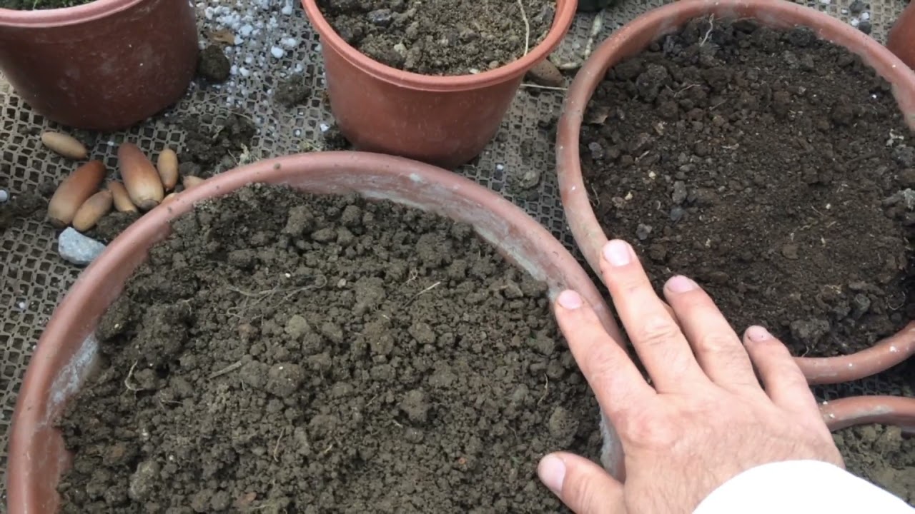 Çiçeklerniz İçin Saksı Toprağı Nasıl Olmalı