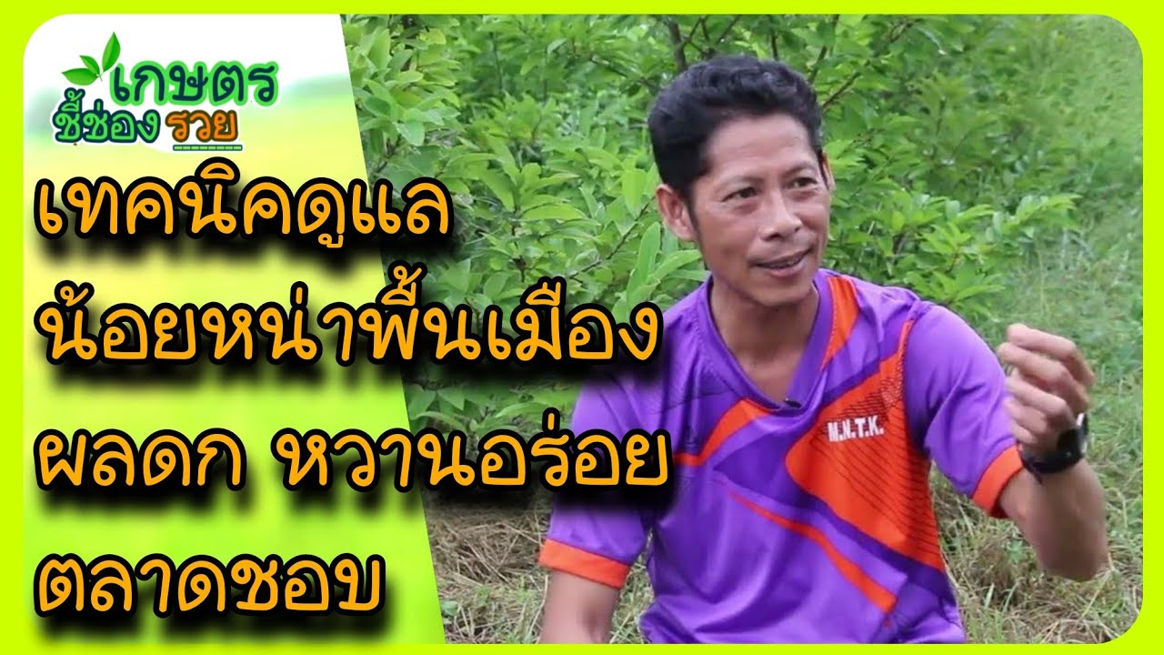รายการเกษตรอินทรีย์ชี้ช่องรวยEP16ไม่ได้โม้?น้อยหน่าลพบุรีพื้นเมืองปลูกง่ายให้ผลผลิตไวราคาดี