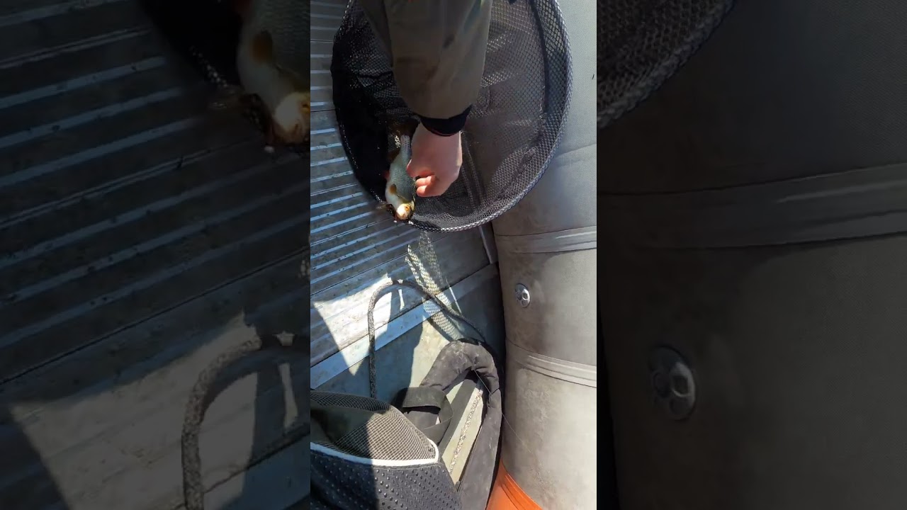 Pagavau kuoja su spiningu #fishing2025 #fish #kuoja