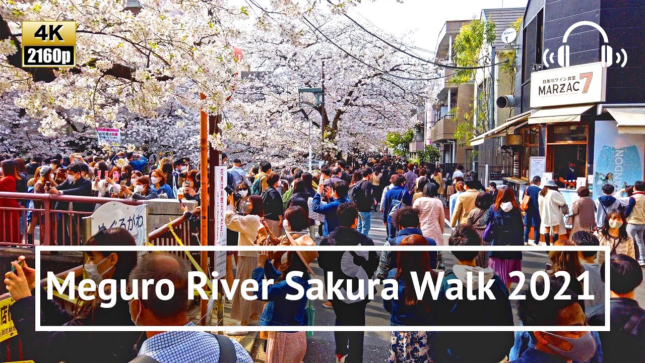 [4K/Binaural] Meguro River Sakura 2021: Osaki to Ikejiri-ohashi through Naka-meguro - Tokyo Japan