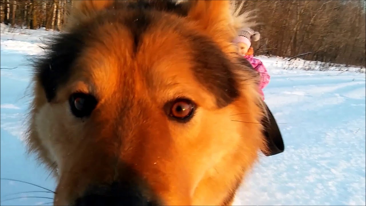 SledDog))