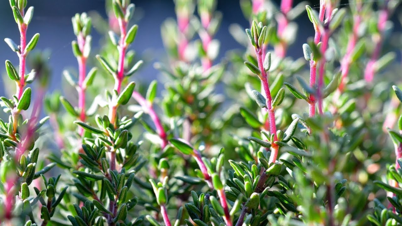 Bouturage du thym ( Propagation thyme )