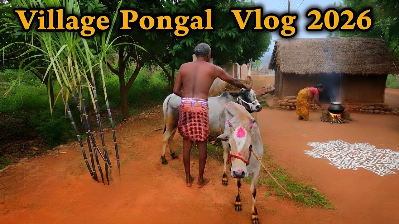 Village Pongal Celebration 2026🌾🐮 #pongalcelebration #pongal #hype #village #jallikattu #pongalkolam