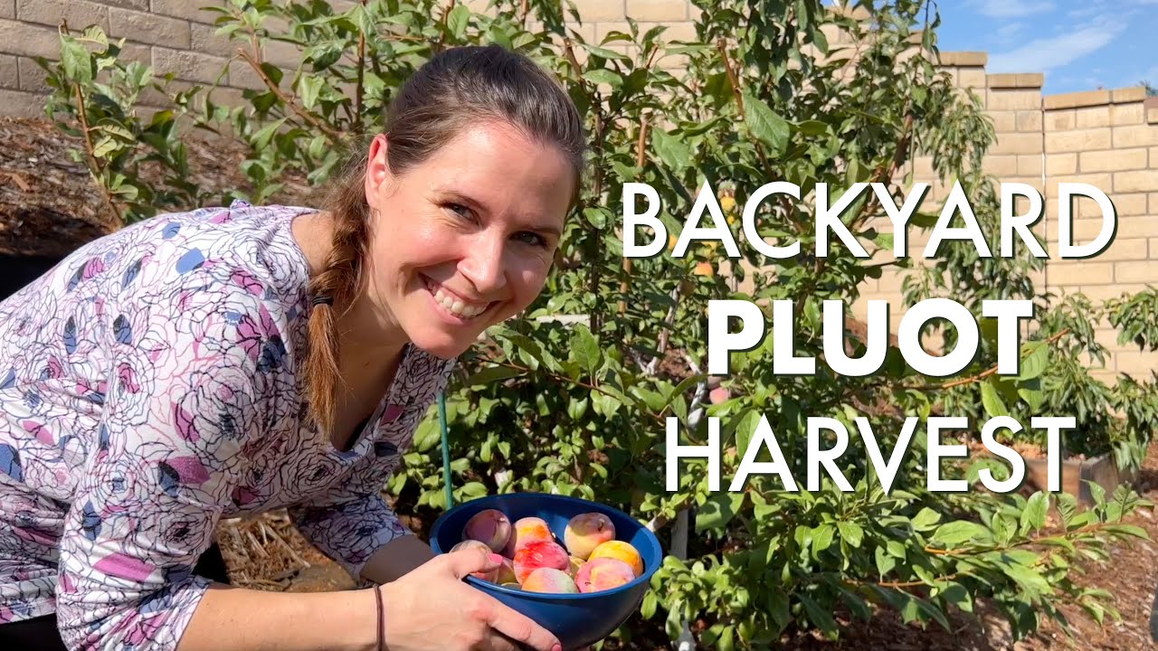 My 2022 Pluot Harvest | What is a Pluot? | Small Backyard Orchard