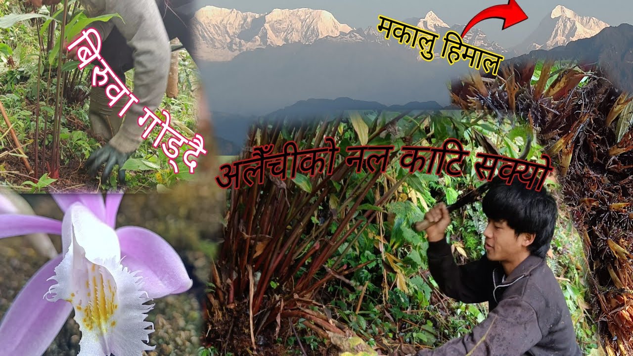  अलैँचीको नल काटेर सक्यो।।