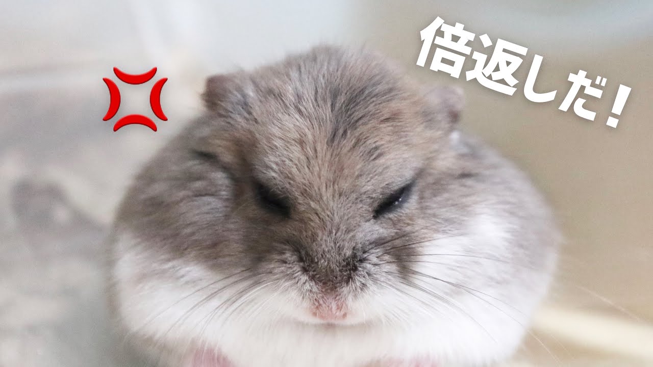 やられたらやり返す…倍返しだ！！半沢あられの大暴走【ハムスター】