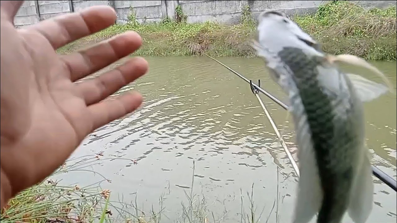 Ikan nya sudah pada nunggu... plung-leup...
