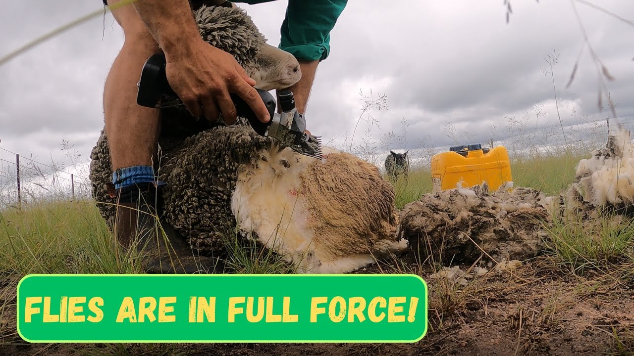 FLIES ANNOY SHEEP TOO! | Australian Sheep Farming