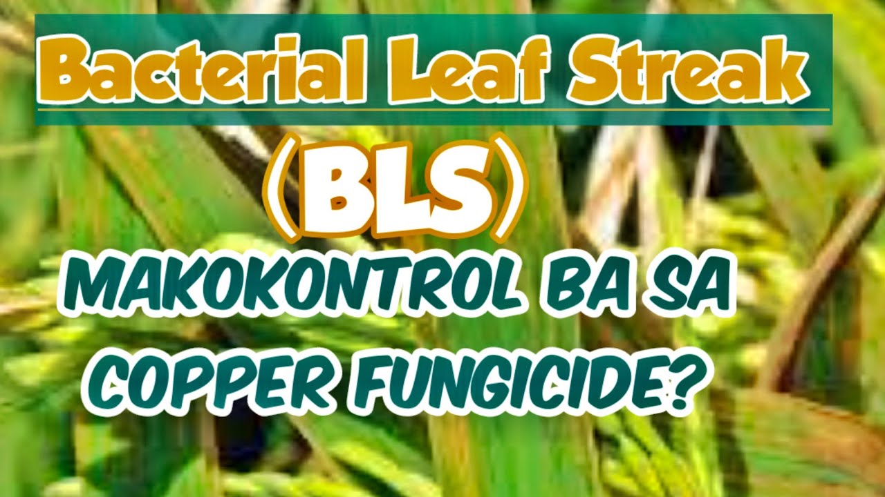 How to Control Bacterial Leaf Streak (BLS) in Rice / What is the best fungicide to use?