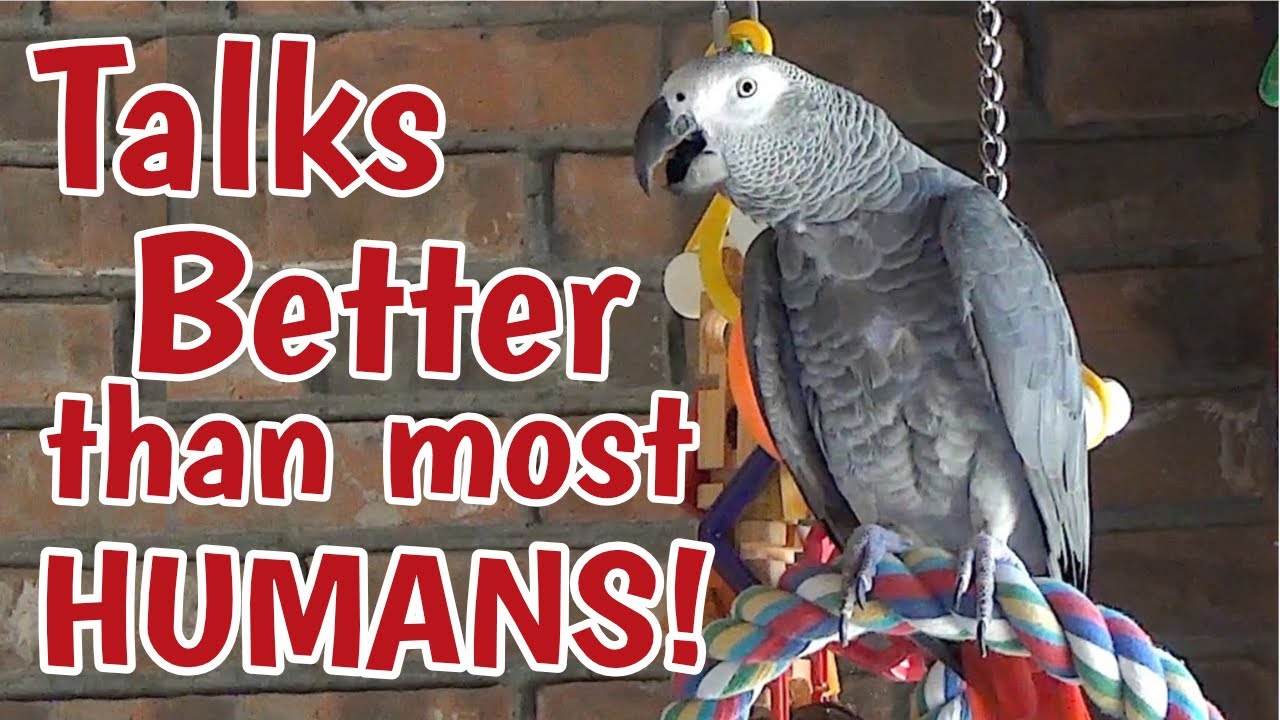 Попугай Эйнштейн может говорить лучше, чем большинство людей