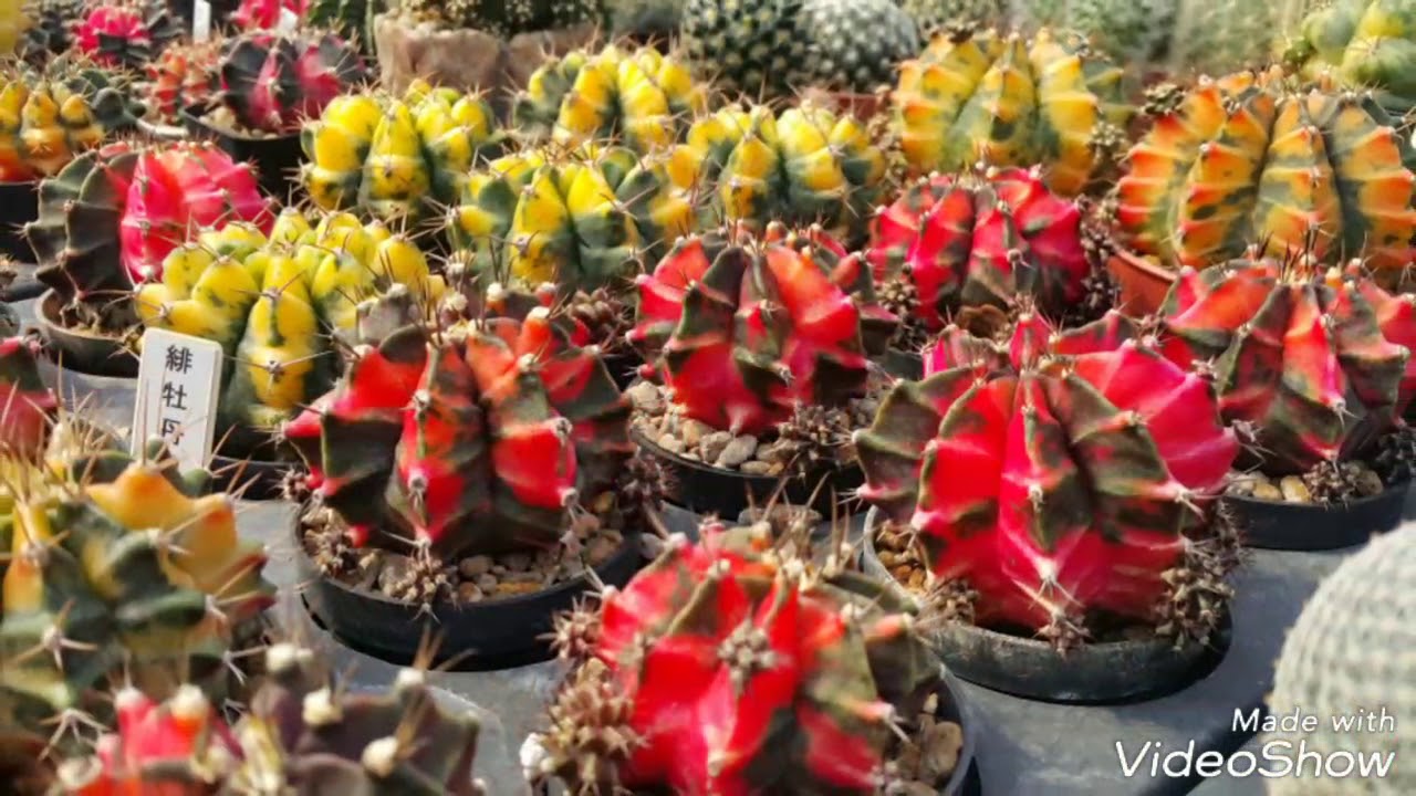 gymnocalycium mihanovichii