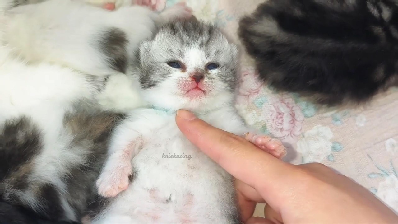 Прежде чем мир станет шумным