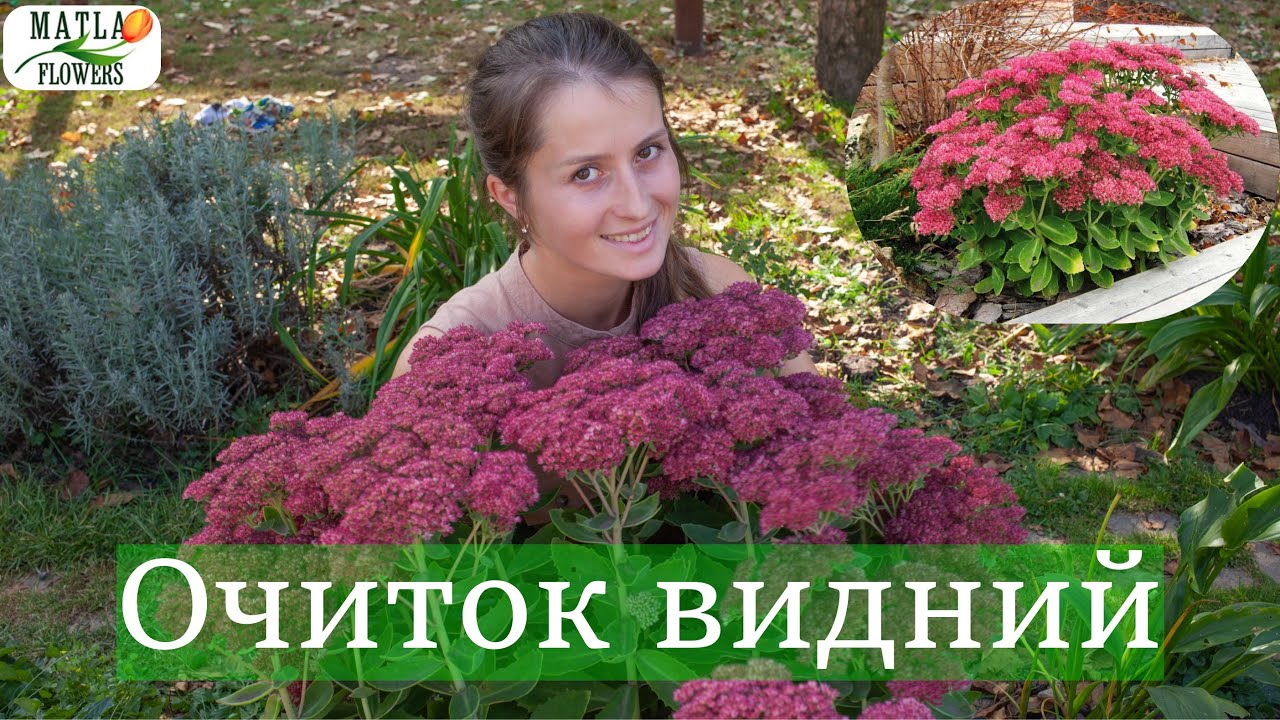 Очиток вирощування та догляд
