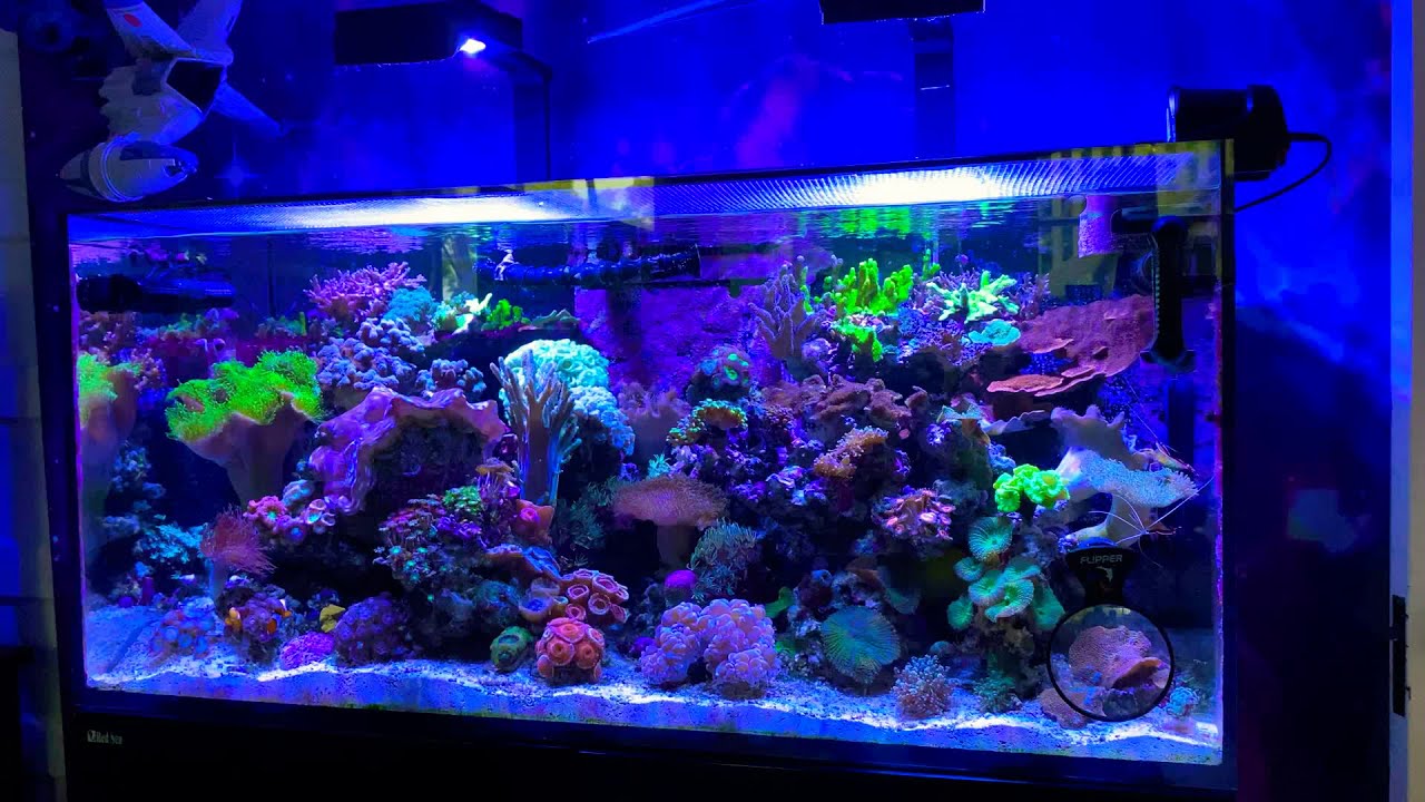 RedSea Reefer 425xl Mixed Reef Aquarium 6/11/20
