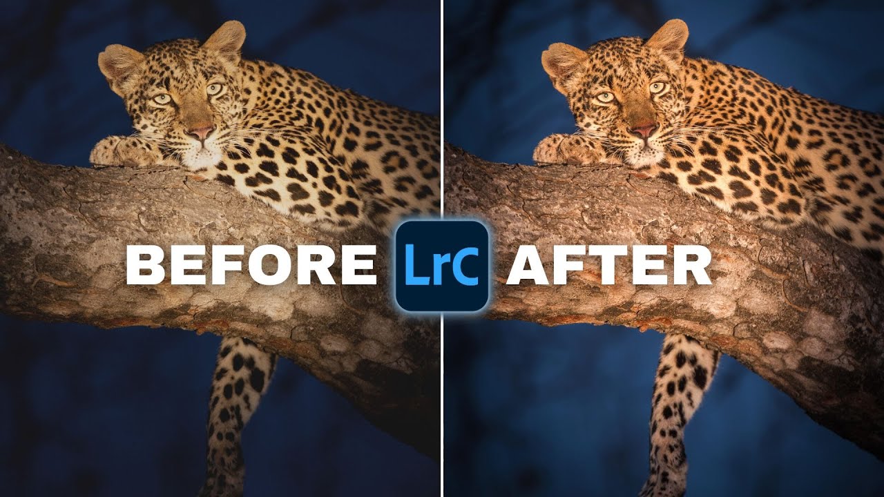 How To Edit WILDLIFE PHOTOS In Lightroom | Full Edit