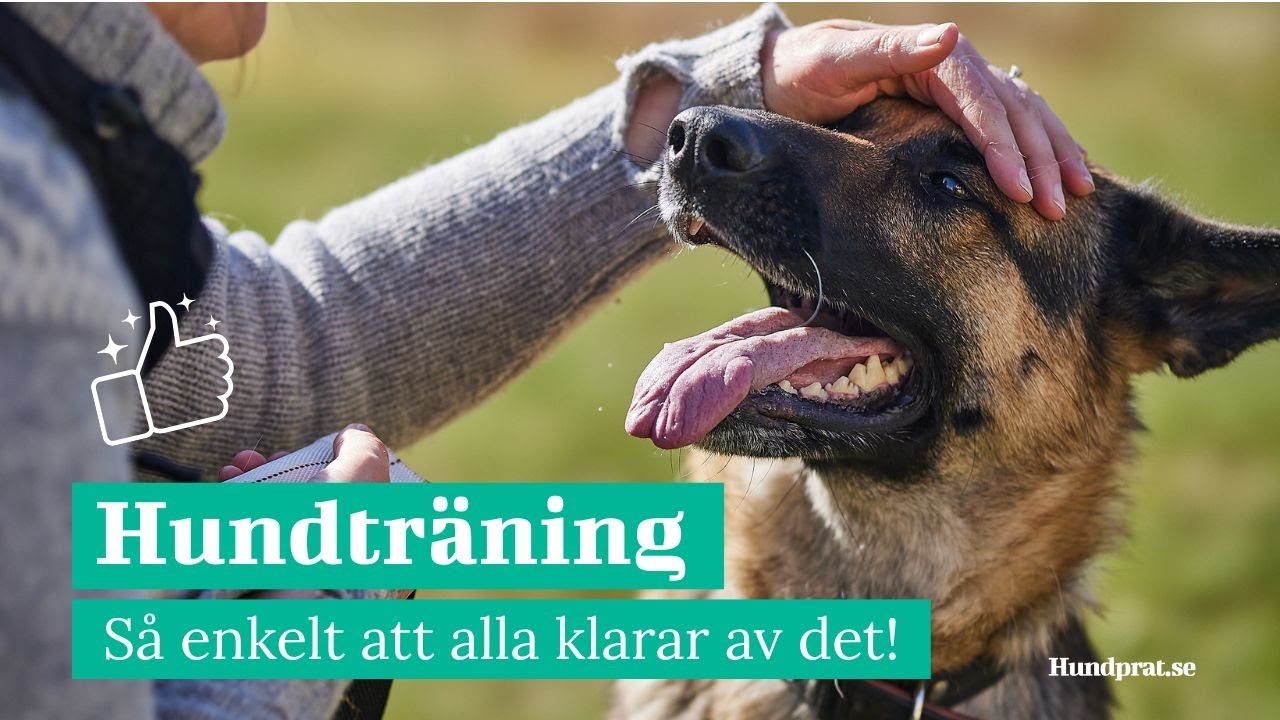 Hundträning - Så enkelt att alla klarar av det
