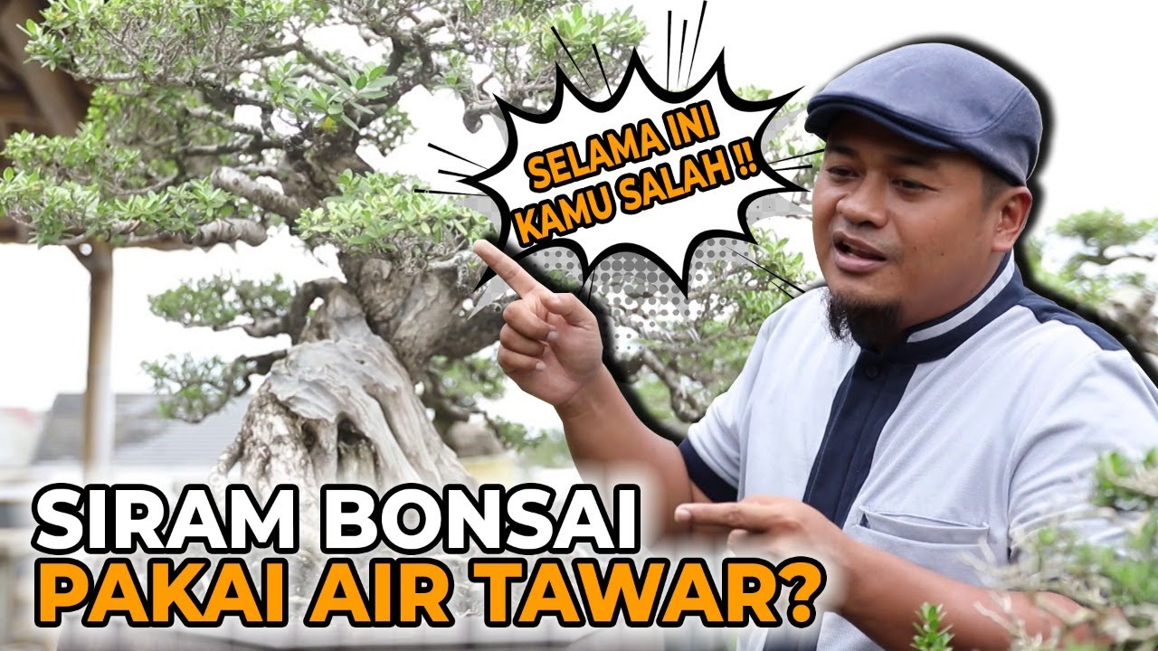 KAMU SALAH SELAMA INI, Tanaman Bonsai Wajib Disiram Air Laut | #LeafingAround