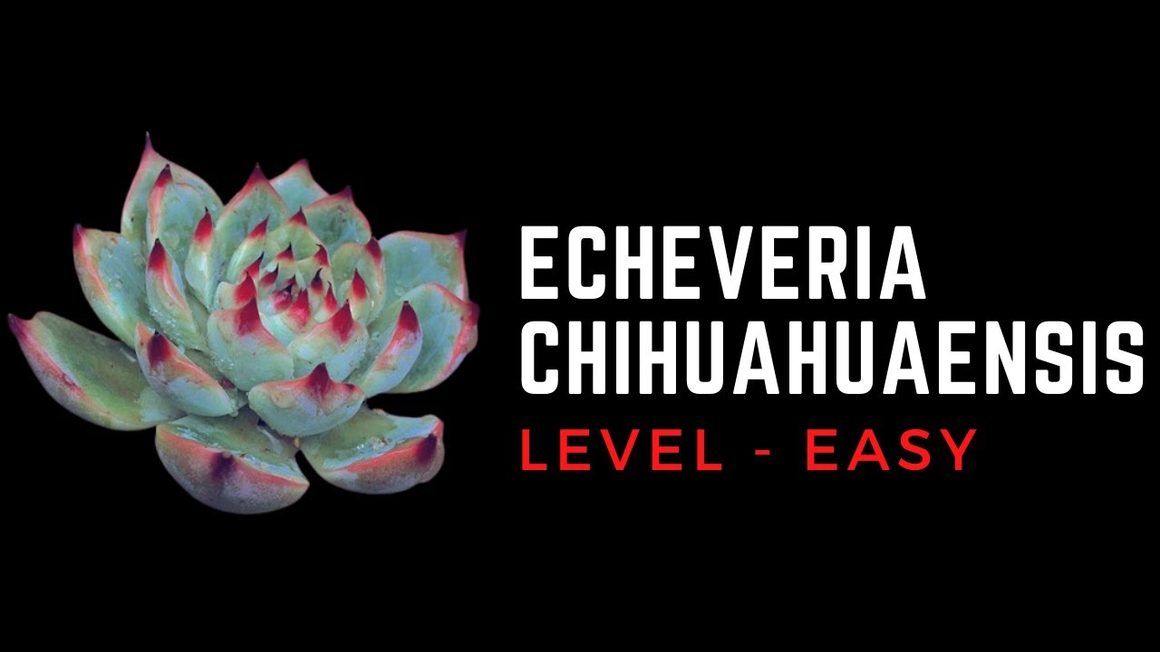 || ECHEVERIA CHIHUAHUAENSIS || CARE TIPS ||