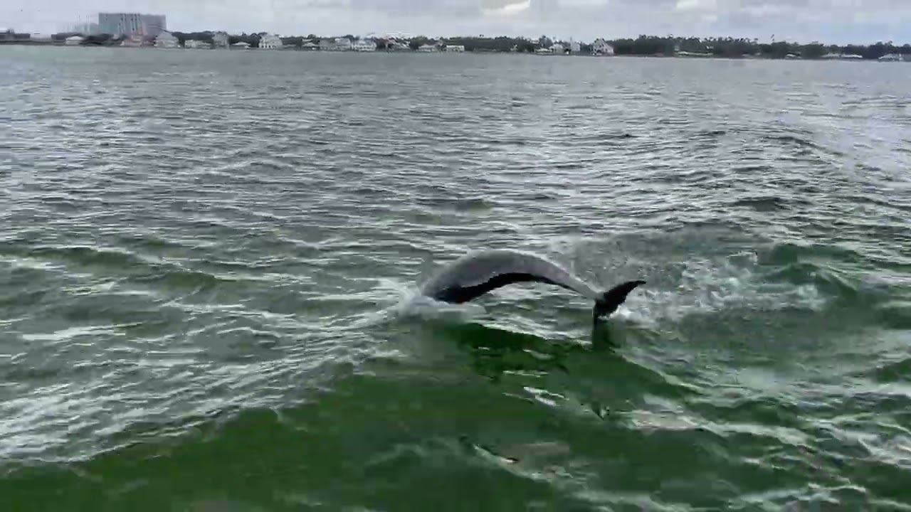 Dolphins racing!