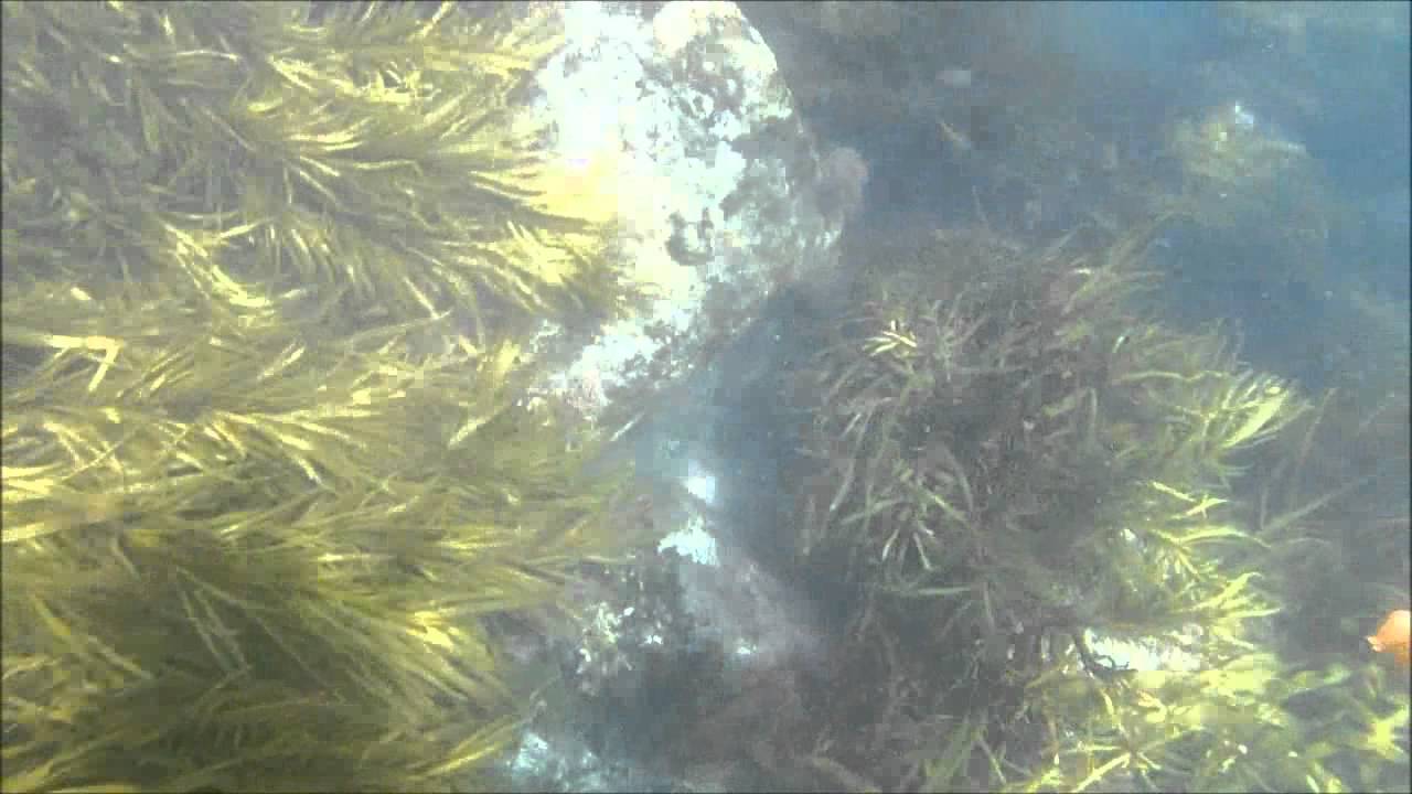 killarney beach crays