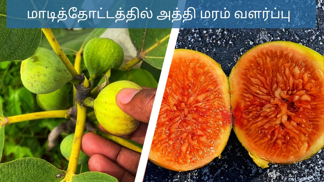 மாடித்தோட்டத்தில் அத்திப்பழம் மரம் வளர்ப்பது எப்படி?  Athi Pazham (Fig) Maram Valarpathu Eppadi?