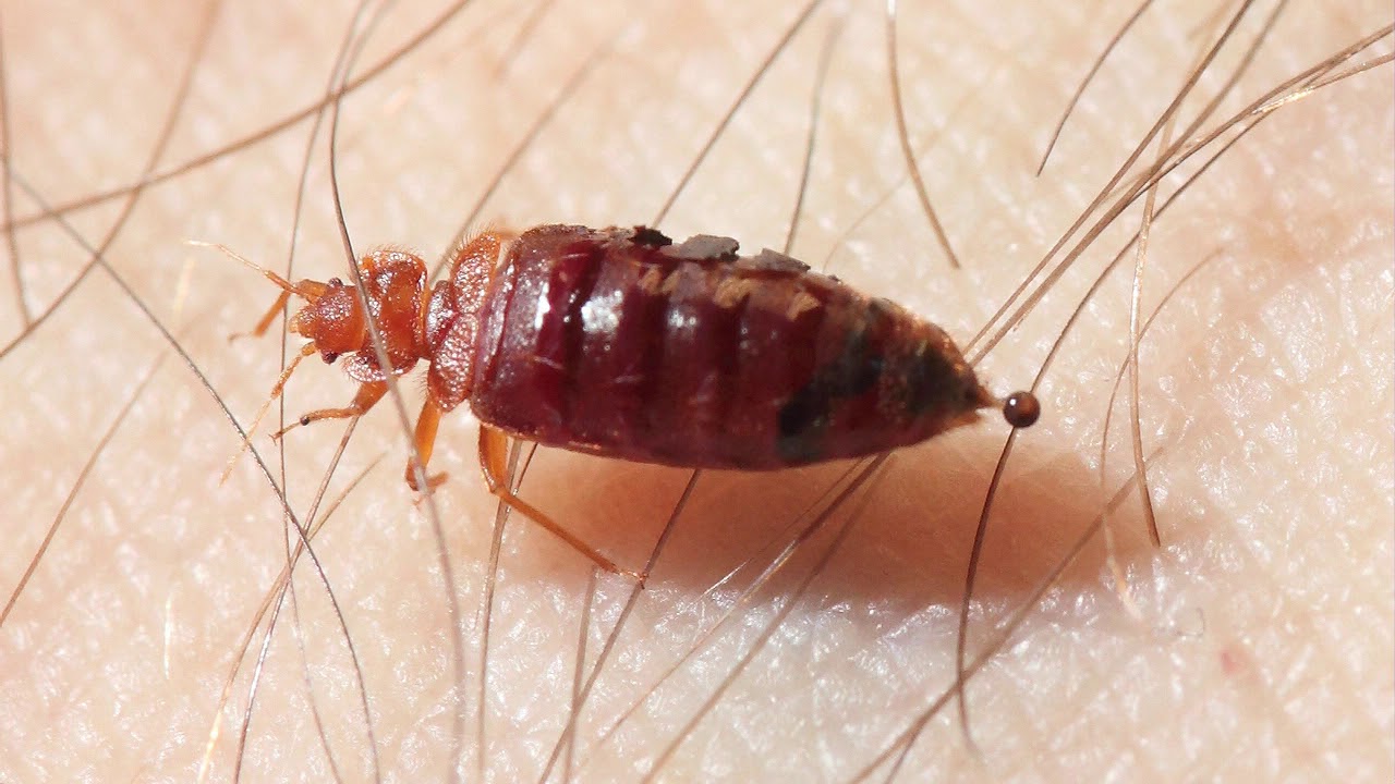 Identify Bedbugs