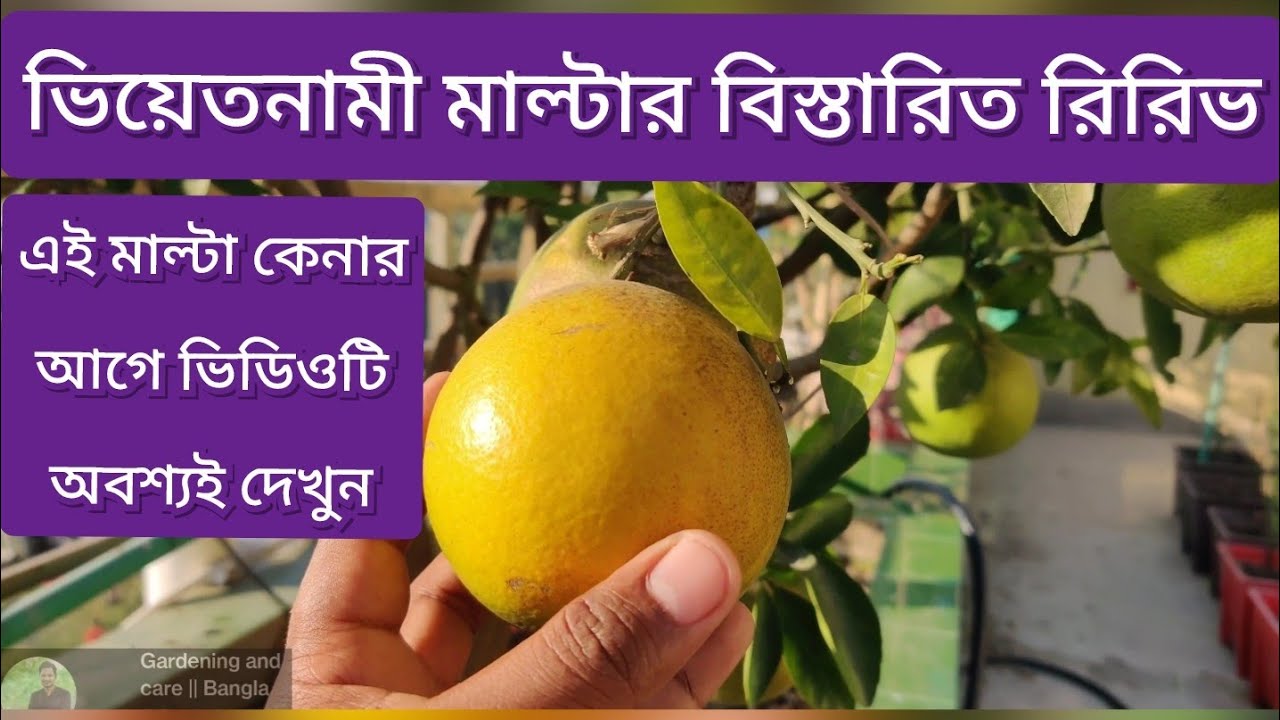 ভিয়েতনামী মাল্টা আসলে কেমন? || Review || ভিয়েতনামী মাল্টা গাছ চেনার উপায় || vietnam malta