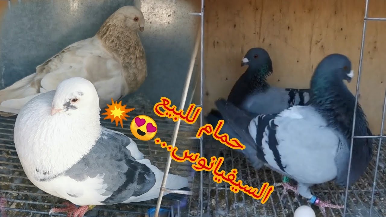 حمام للبيع حمام السيفيانوس و gaditano الخينيسي +توليعة خفيفة😍💥🙏🏻لمليح ❤