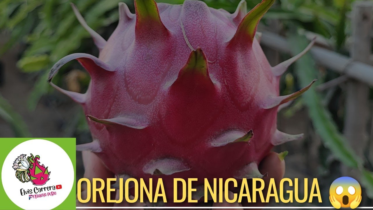 Pitahaya Orejona de Nicaragua 🐉#dragonfruit #pitahaya #pitayas
