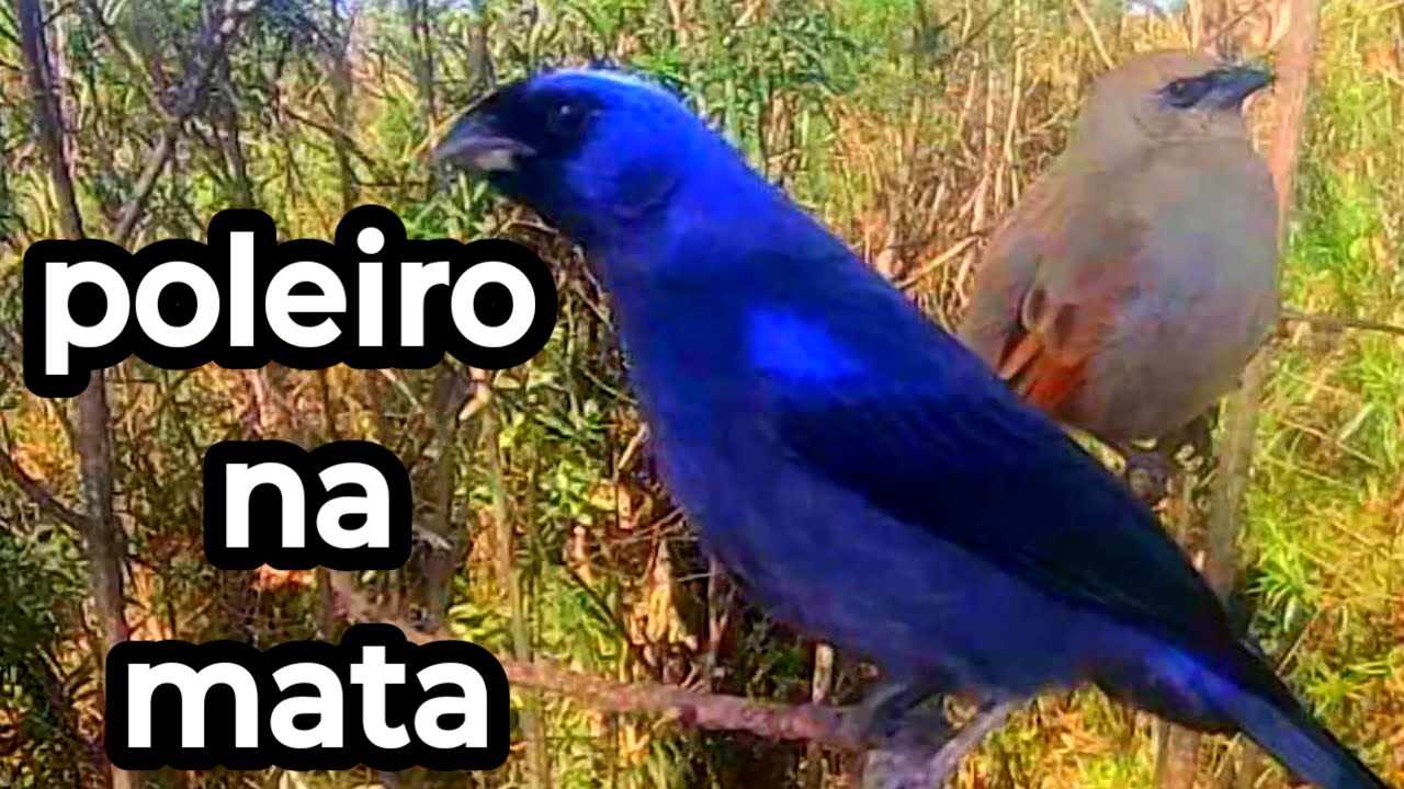 Muitos pássaros no poleiro no mato 