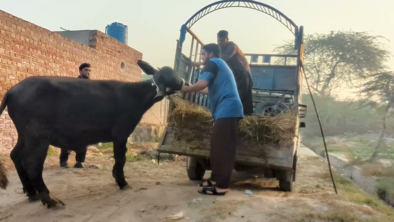 Sultan ko load ker diya 