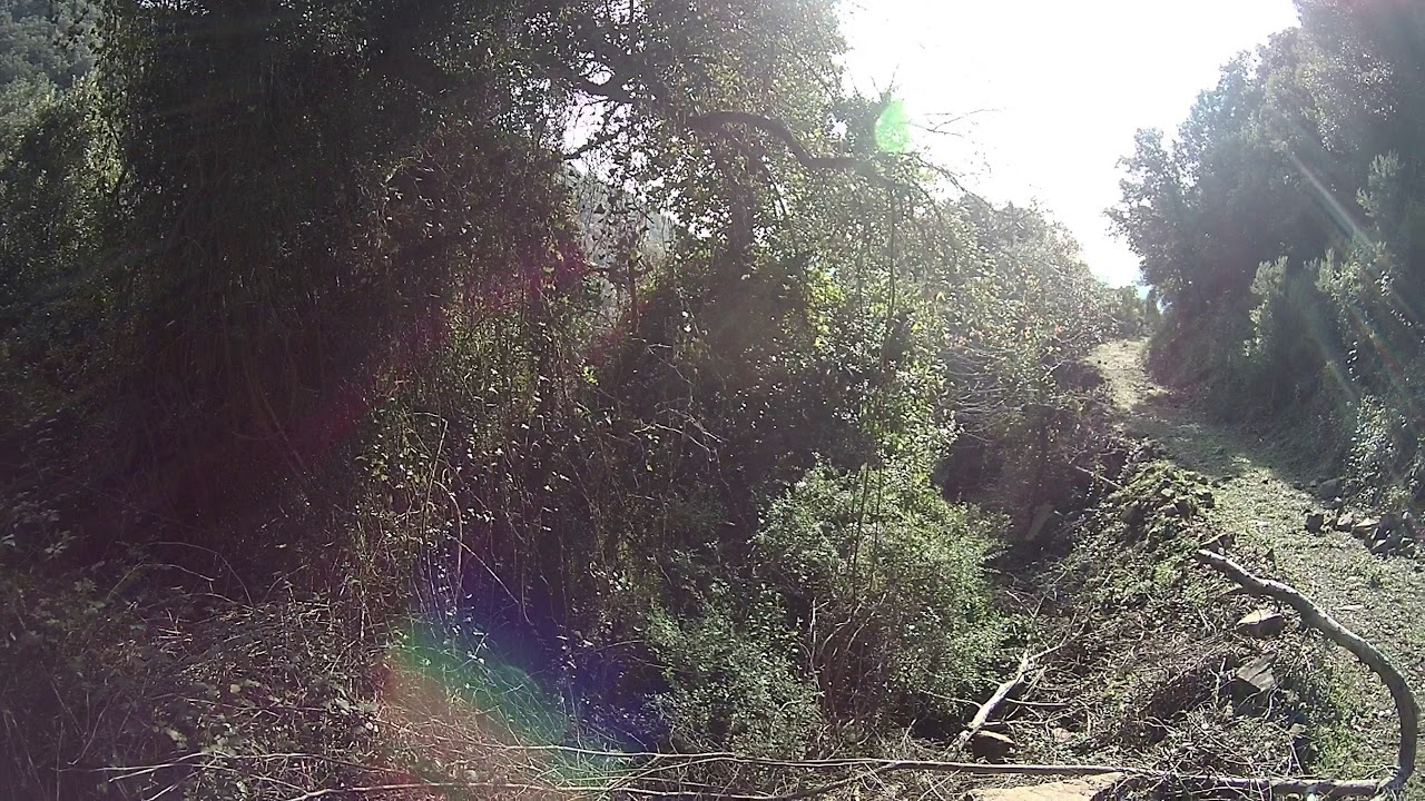 Ca&ccedil;a del porc senglar a Sant Iscle de Vallalta