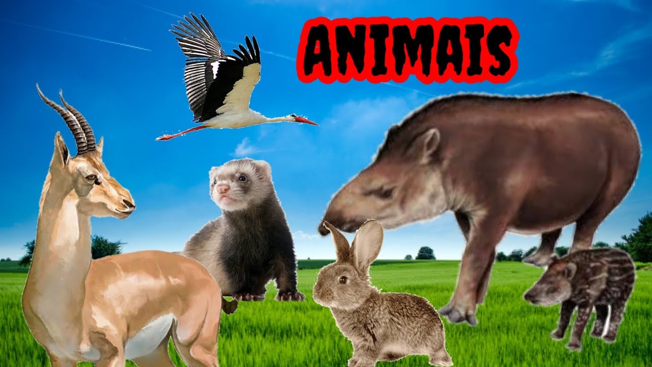 Mundo dos Animais, Animais mais lindos do mundo