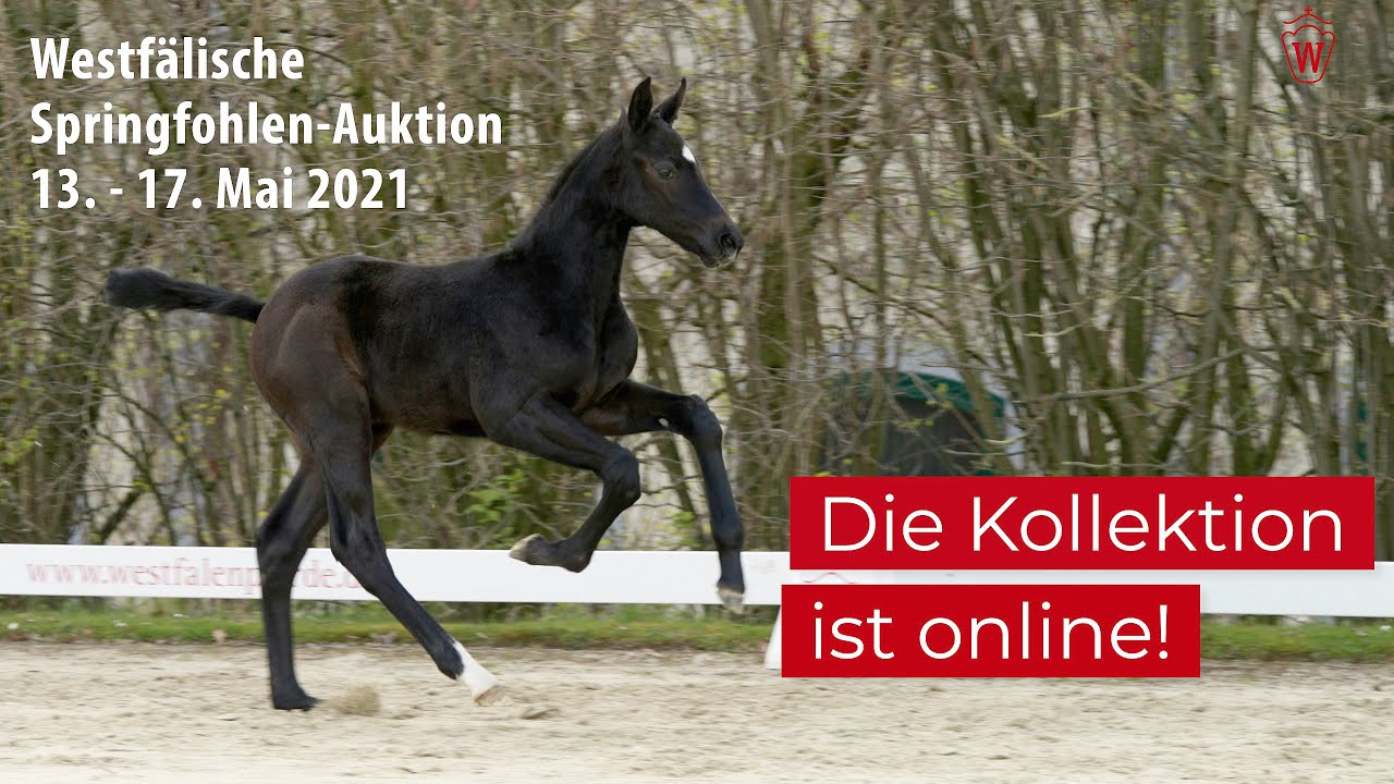 Trailer Westfälische Springfohlen-Auktion 13. - 17. Mai 2021