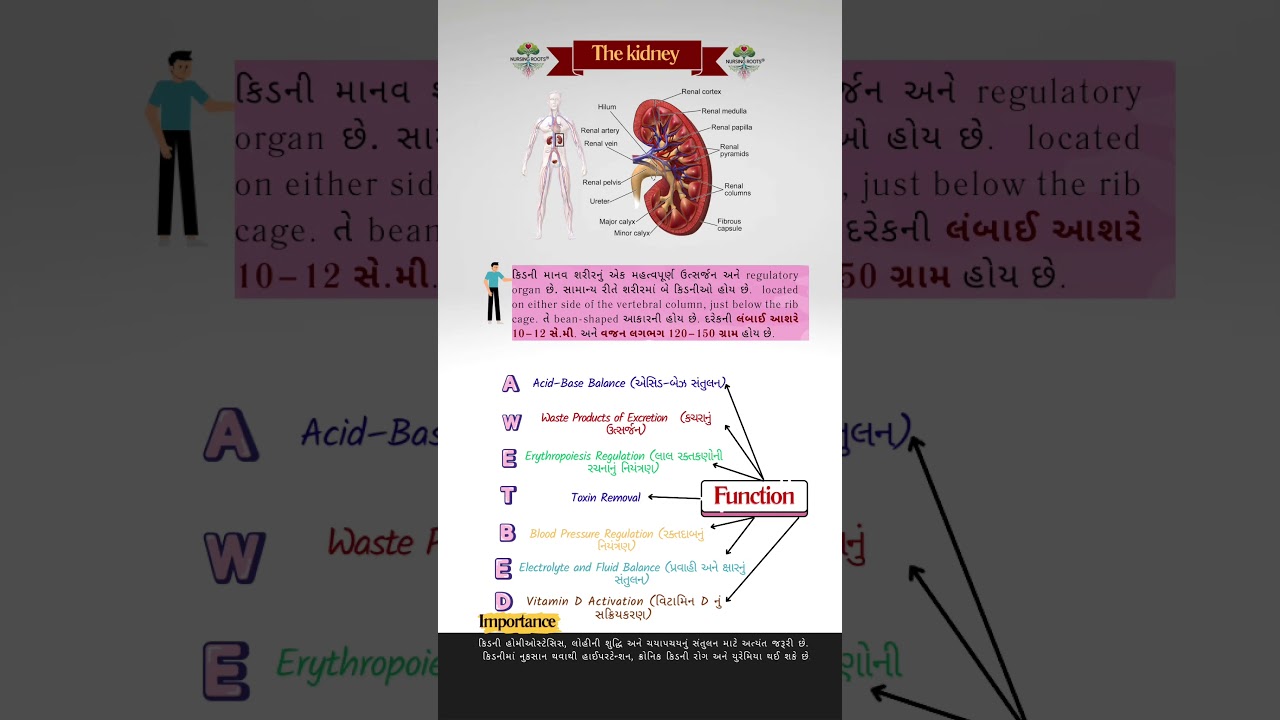 KIDNEY | quick Learn | #nursing #kidney #nephrology #educaci&oacute;n #medic #gujarati  Nursing Roots&trade;