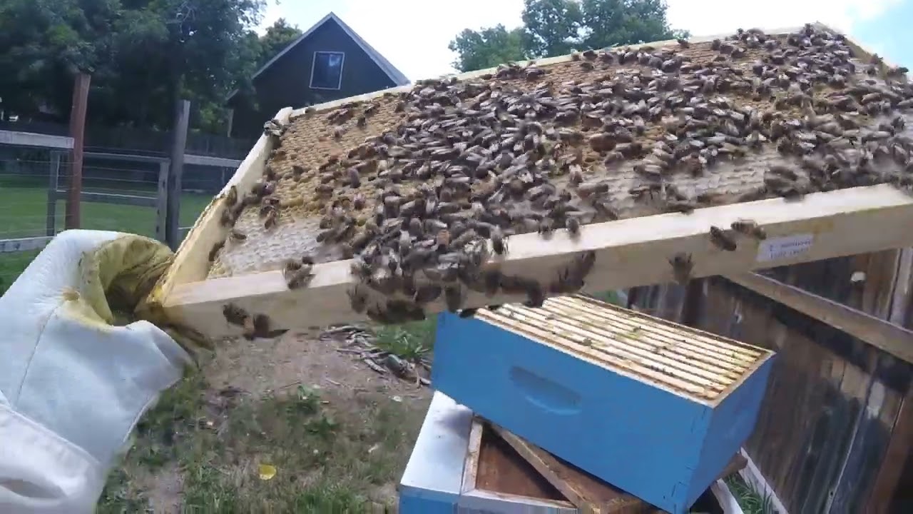 Honey Bound Hive Fix