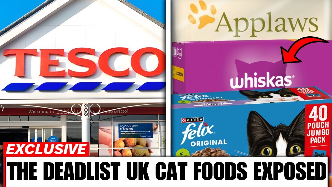 10 UK Wet Cat Food Brands To AVOID At All Costs! (And Few That Are Safe!)