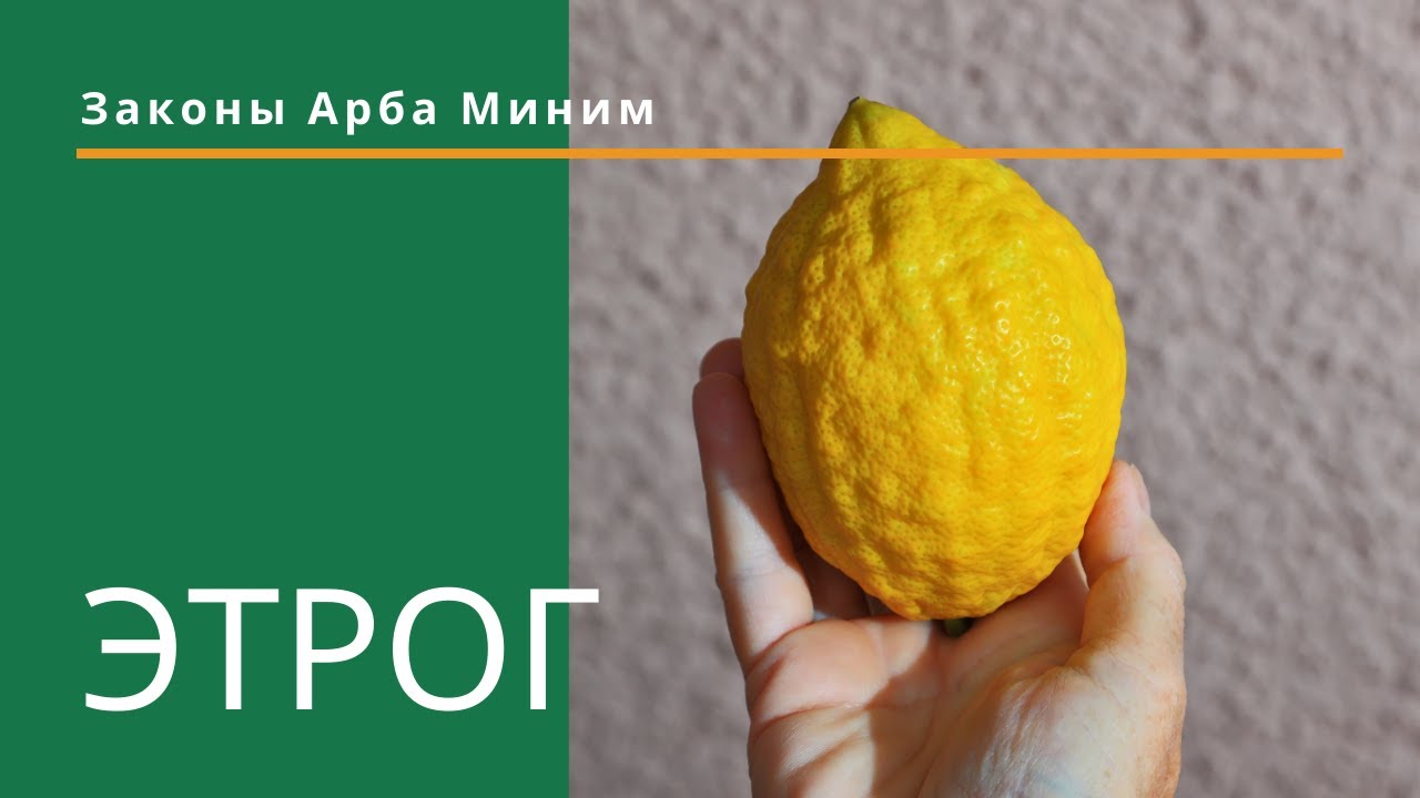 Законы Арба Миним - ЭТРОГ