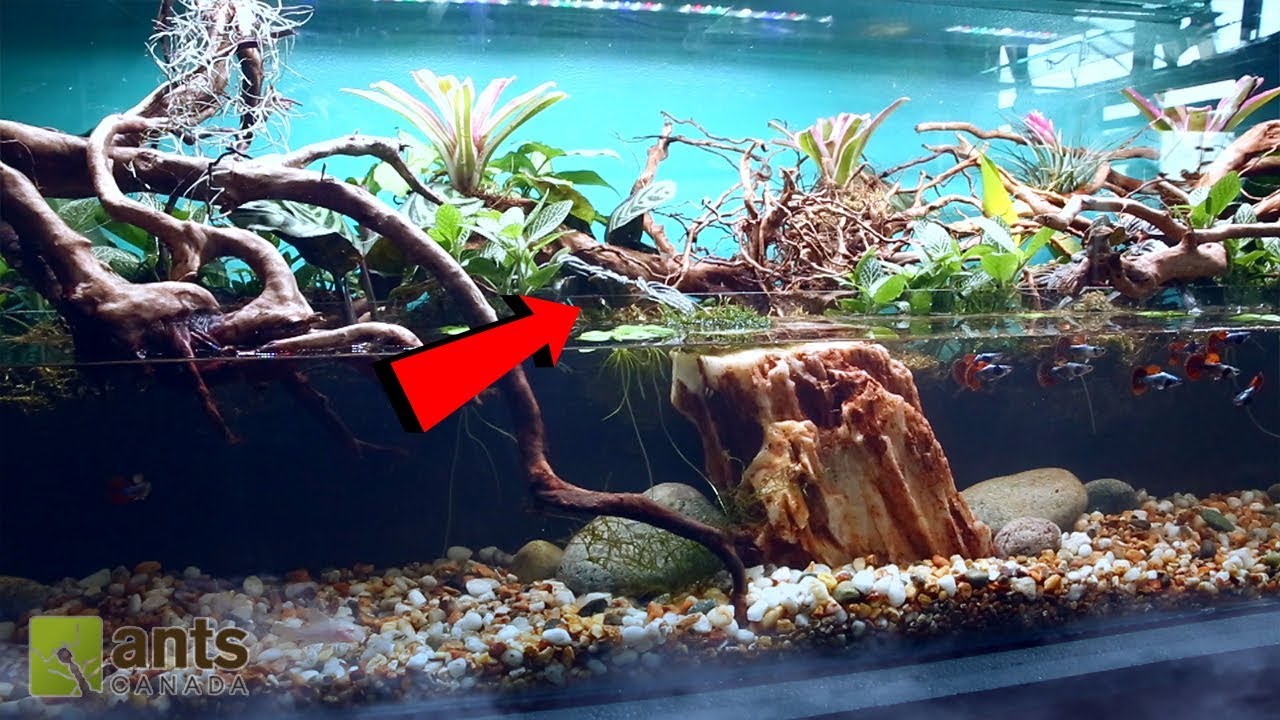 Fire Ants vs. Simulated River Jungle