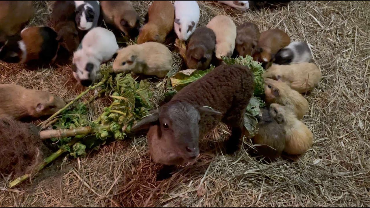 Lambs and guinea's.