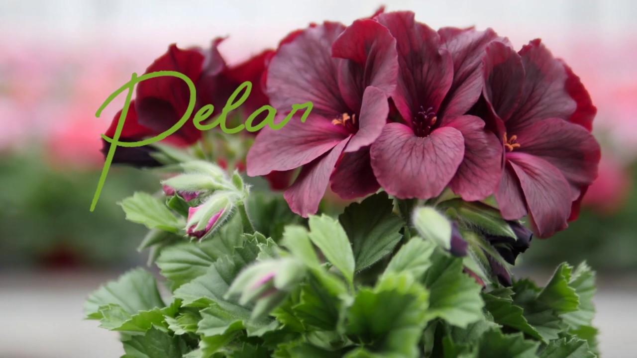 Pelargonia wielkokwiatowa - 'Chodzące' rośliny w kolorowej szklarni Adrichem Potplanten