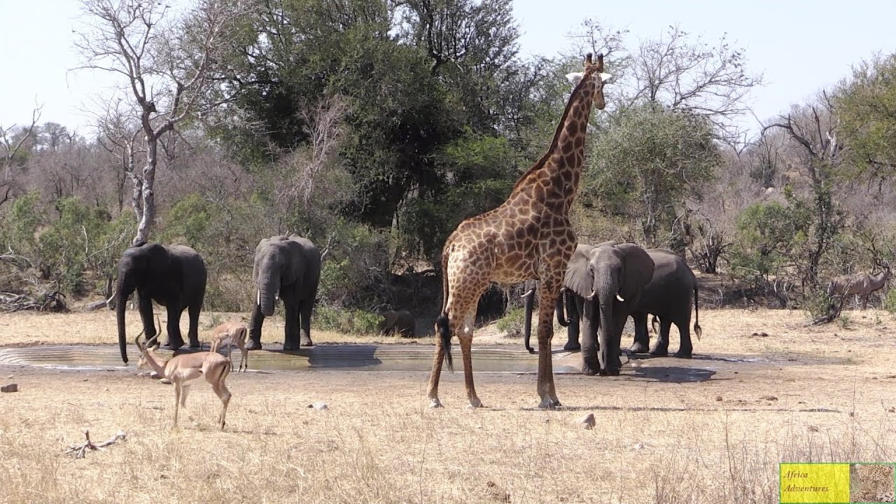 Nasty Elephants vs Impala, Kudu And Giraffe